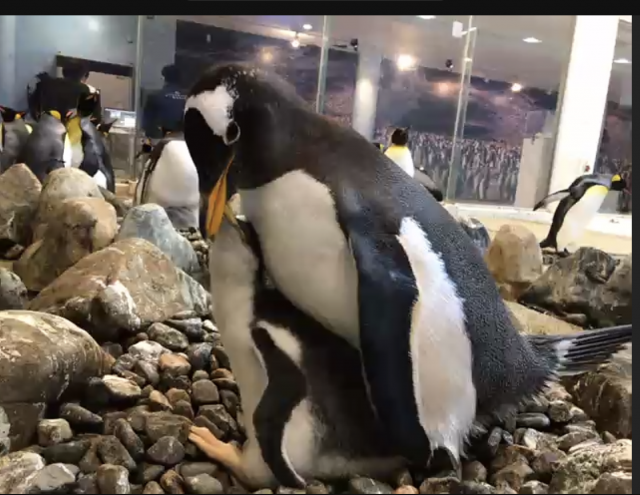 キッズウィークエンド　ペンギン