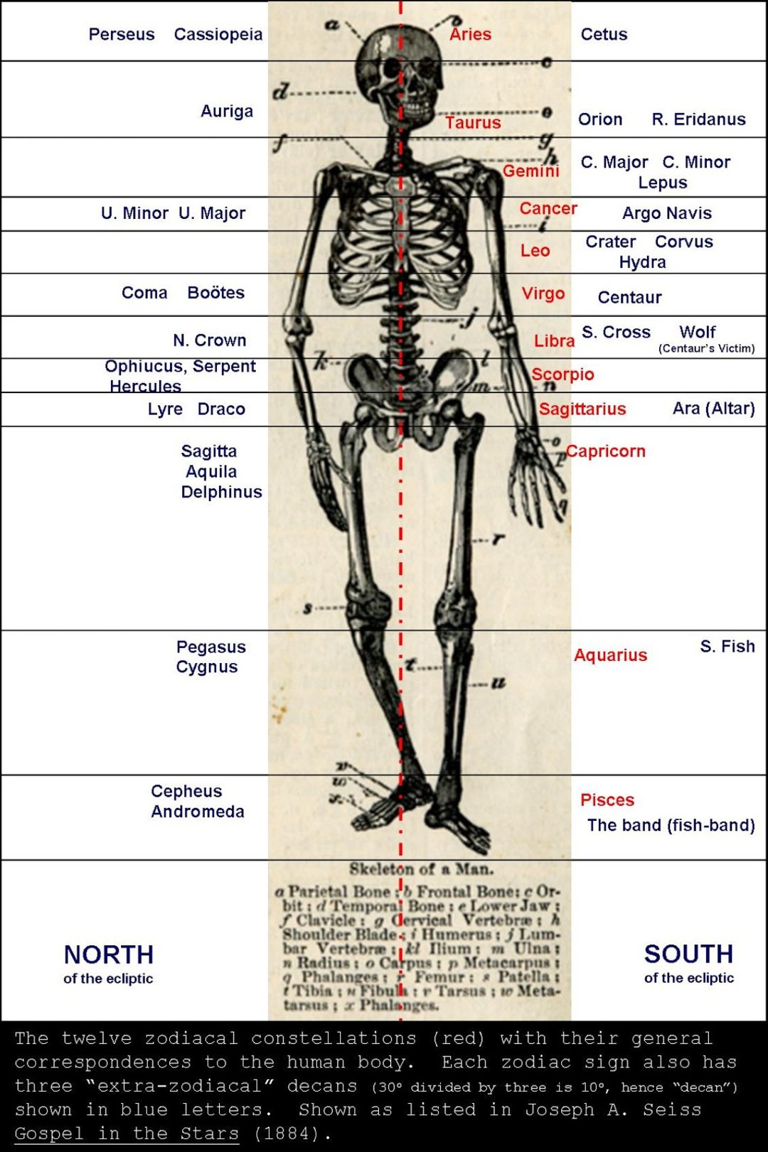 Zodiac and extra zodiacal sign or decans with human body